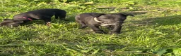 Whippet dogs for sale: Summer’s lovely puppies  - Advert 9