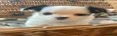 Chihuahua 3