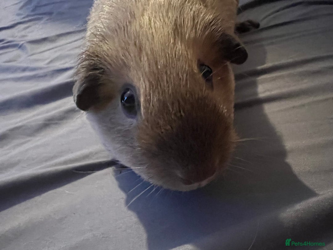 Guinea Pig rodents for sale: Female guinea pigs  - Advert 24