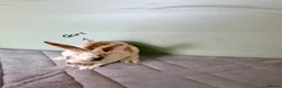 Rex rabbits for sale: mini Rex’s  - Advert 9