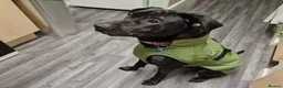 Mixed Breed dogs for sale: Lab/staffy cross in Leeds - Advert 6