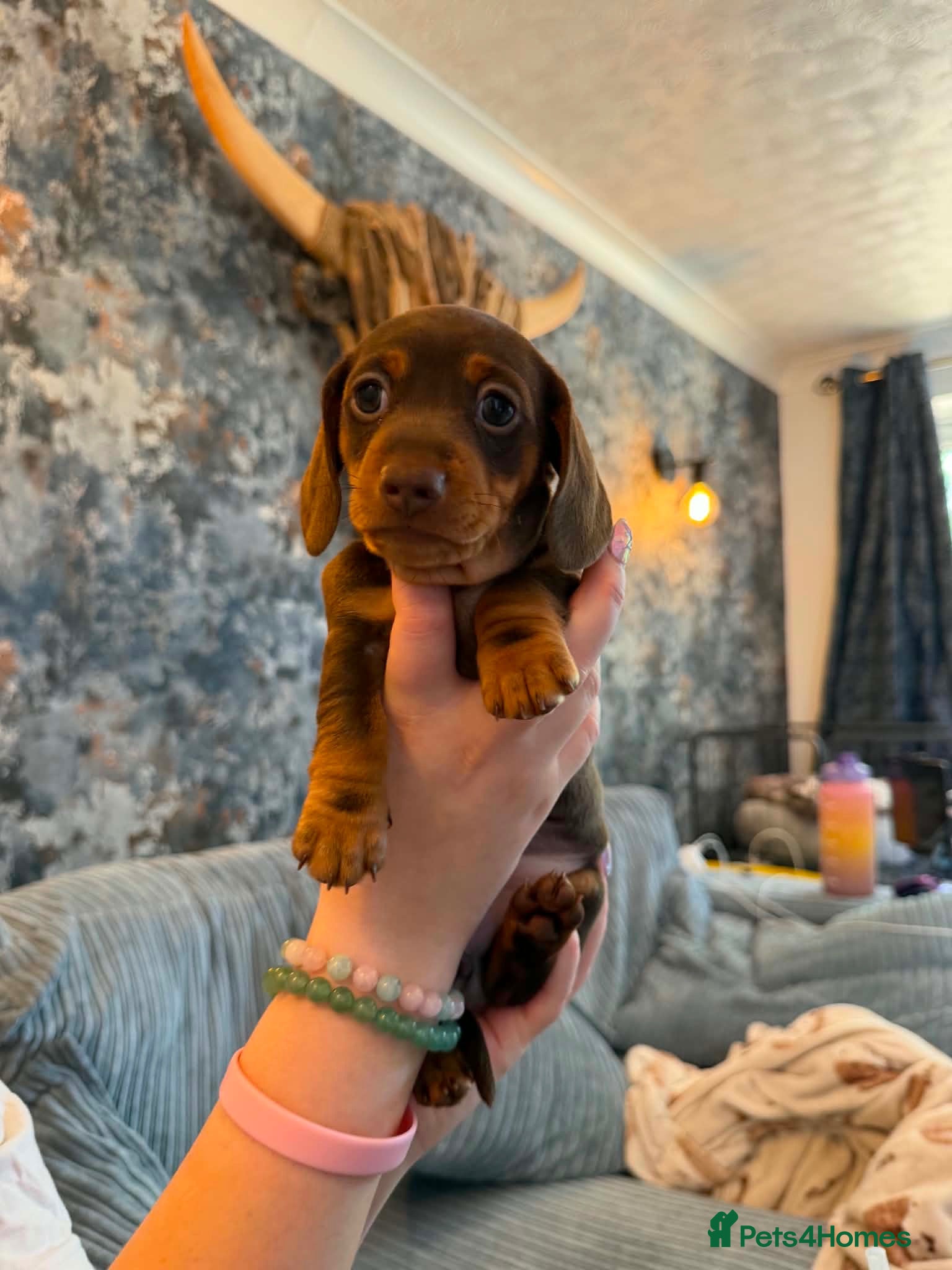 Miniature Dachshund dogs Chocolate & Tan Miniature Dachshunds | KC - Advert 14