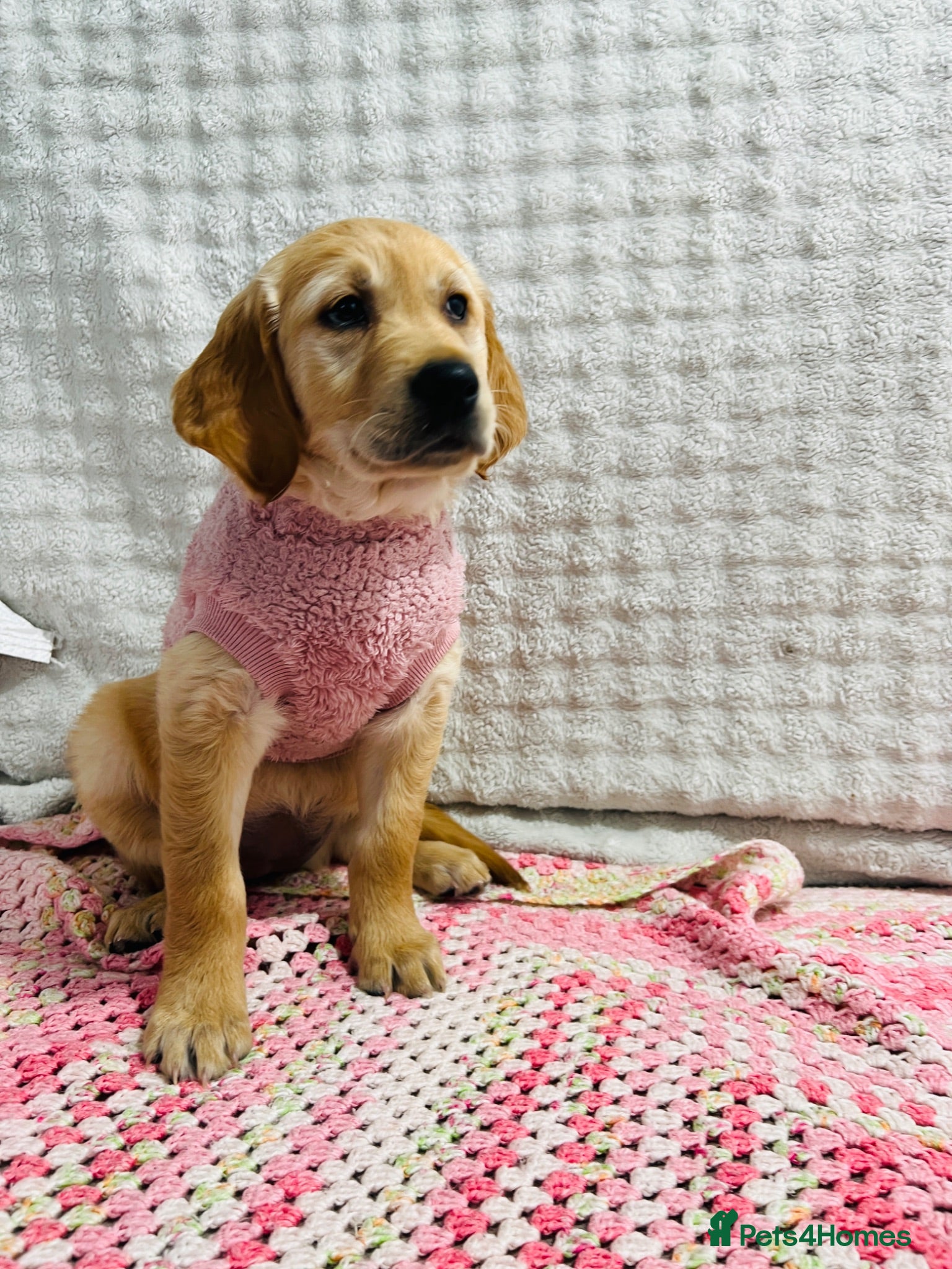 Golden Retriever dogs Ready now - kc, extensively health tested girls  - Advert 7