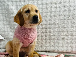 Golden Retriever dogs Ready now - kc, extensively health tested girls - Advert 7