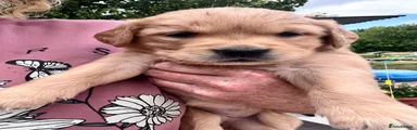 Golden Retriever 4