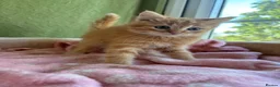 Ragdoll cats for sale: Sweet Ragdoll x angora - Advert 12