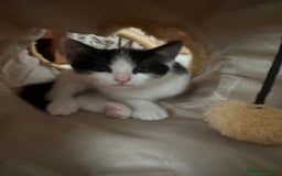 Mixed Breed cats for sale: Kittens - Image 5