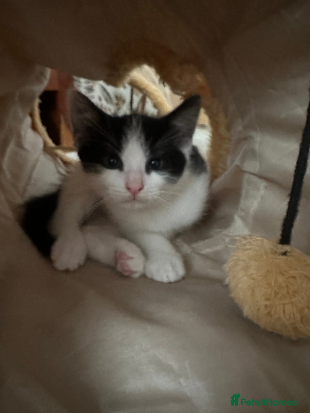 Mixed Breed cats for sale: Kittens - Image 5