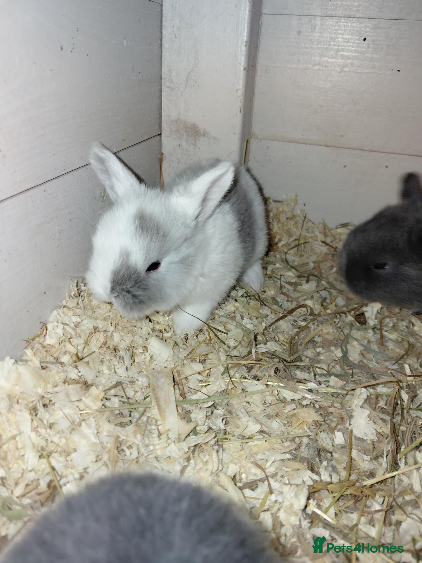 Mini Lop rabbits mini lops  - Advert 15