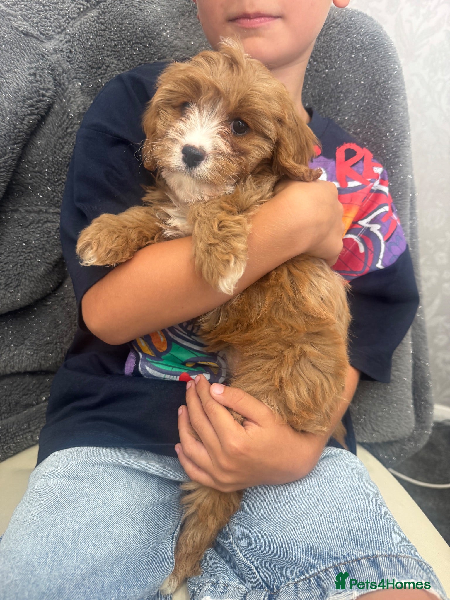 Cavapoo dogs Gorgeous F1 Cavapoo Pups Ready for Loving Homes 🐾 - Advert 7