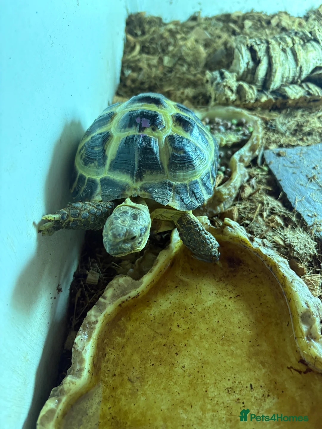 Tortoise reptiles for sale: Horsefield tortoise in Telford - Advert 1