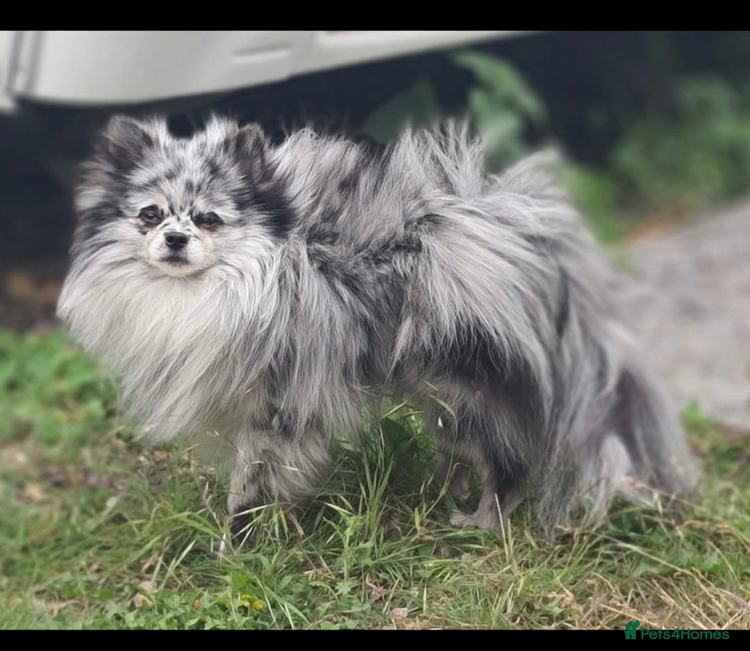 Pomchi dogs for sale: Beautiful Pomchi merl pups - Image 7