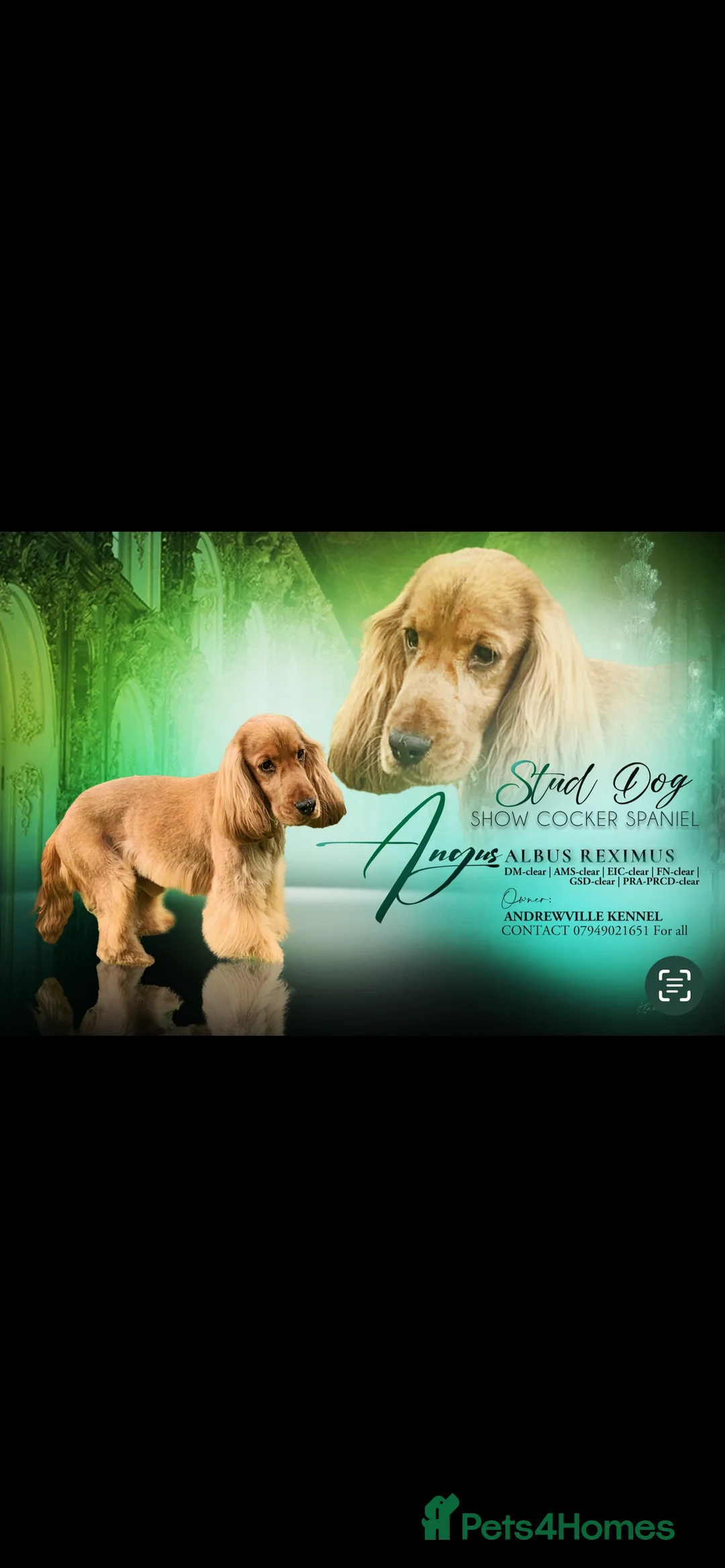 Cocker Spaniel dogs for stud: KC STUNNING SHOW COCKER (FULLY HEALTH TESTED) in Galston - Advert 2