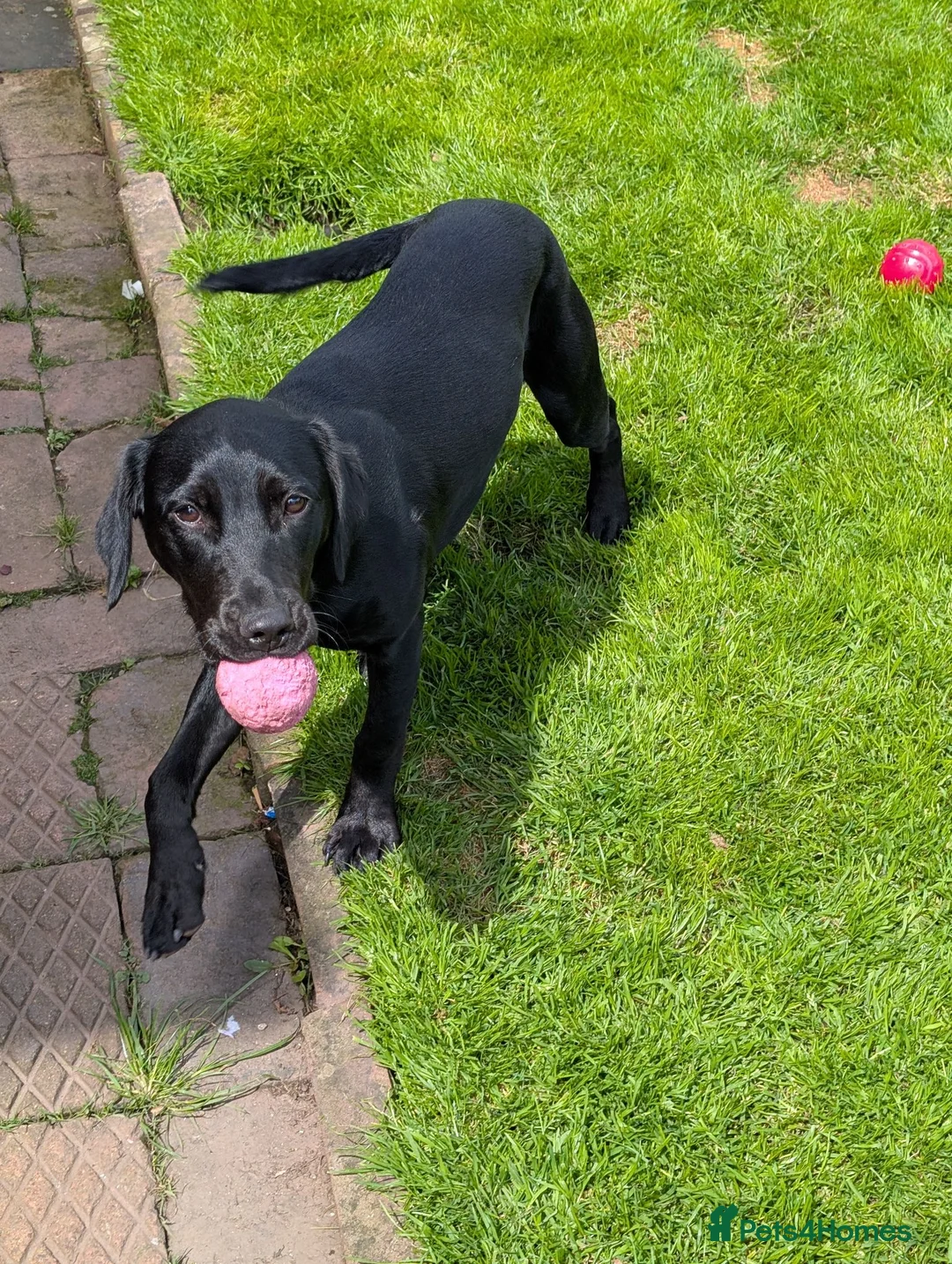 Mixed Breed dogs for sale: Maisie - 6 month old mixed breed female  in Newport - Advert 2