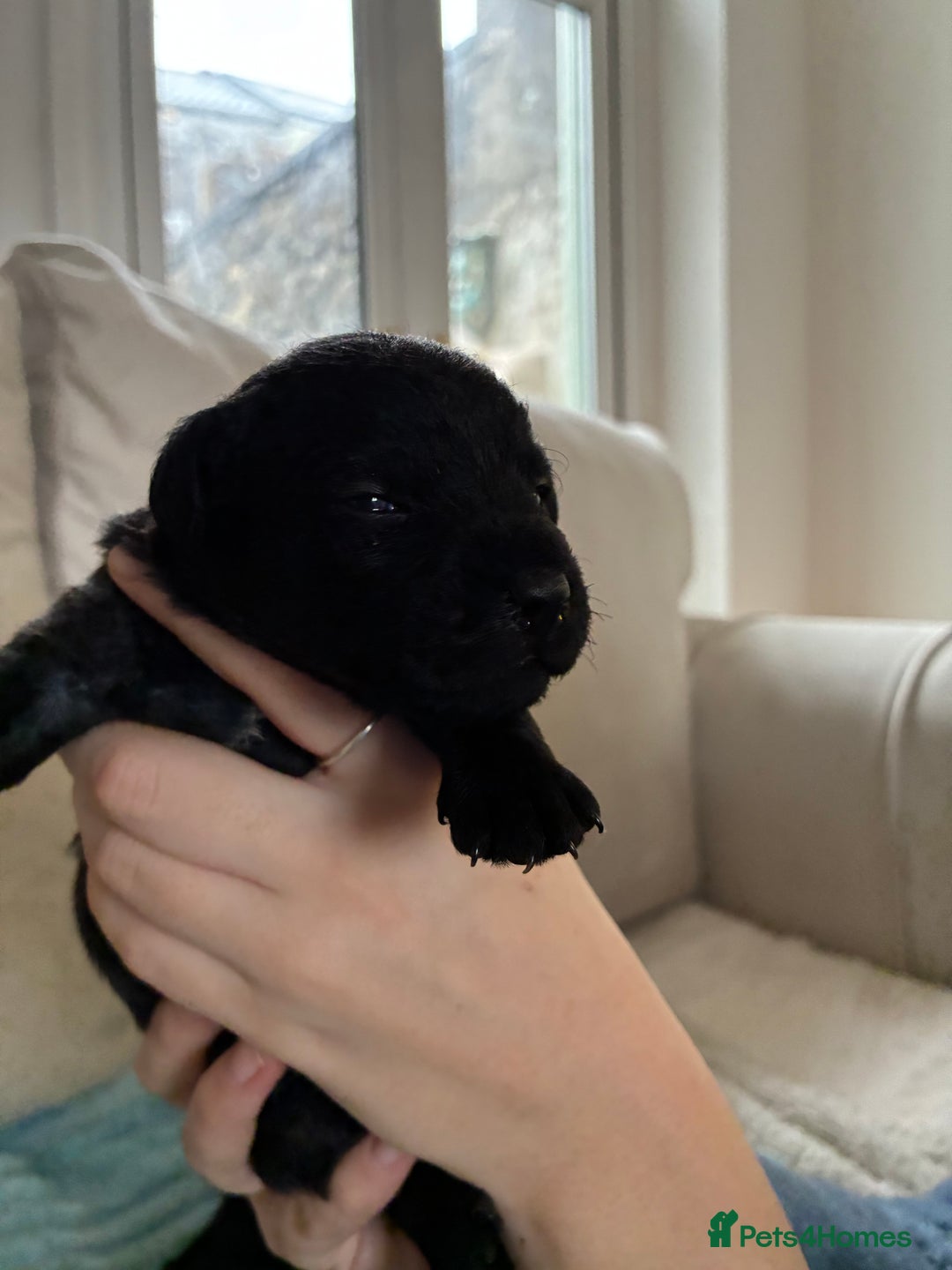 Patterdale Terrier dogs for sale: Patterdale pups  - Advert 9