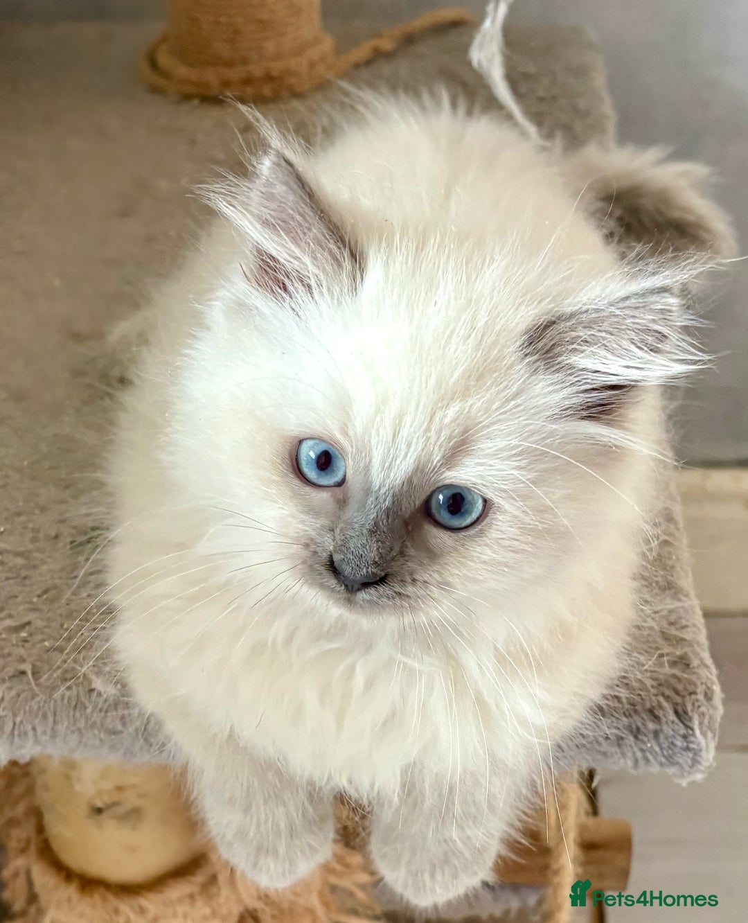 Ragdoll cats for sale: 4 fluffy boys - Image 11