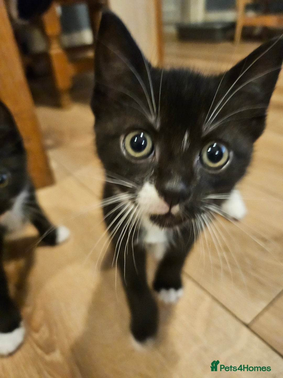 Mixed Breed cats for sale: 4 sweet little kittens Ready for a New Home  - Image 10