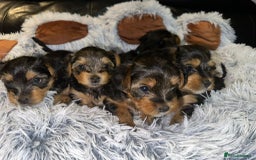 Yorkshire Terrier dogs for sale: 💕🐾Adorable PEDIGREE YORKSHIRE TERRIER Pups🐾💕  - Image 18