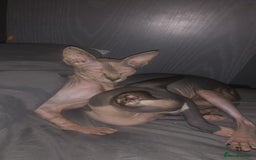 Sphynx cats for sale: 6 month old sphynx girl  - Image 2