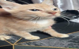 British Longhair cats for sale: 5 beautiful kittens for sale - Image 5