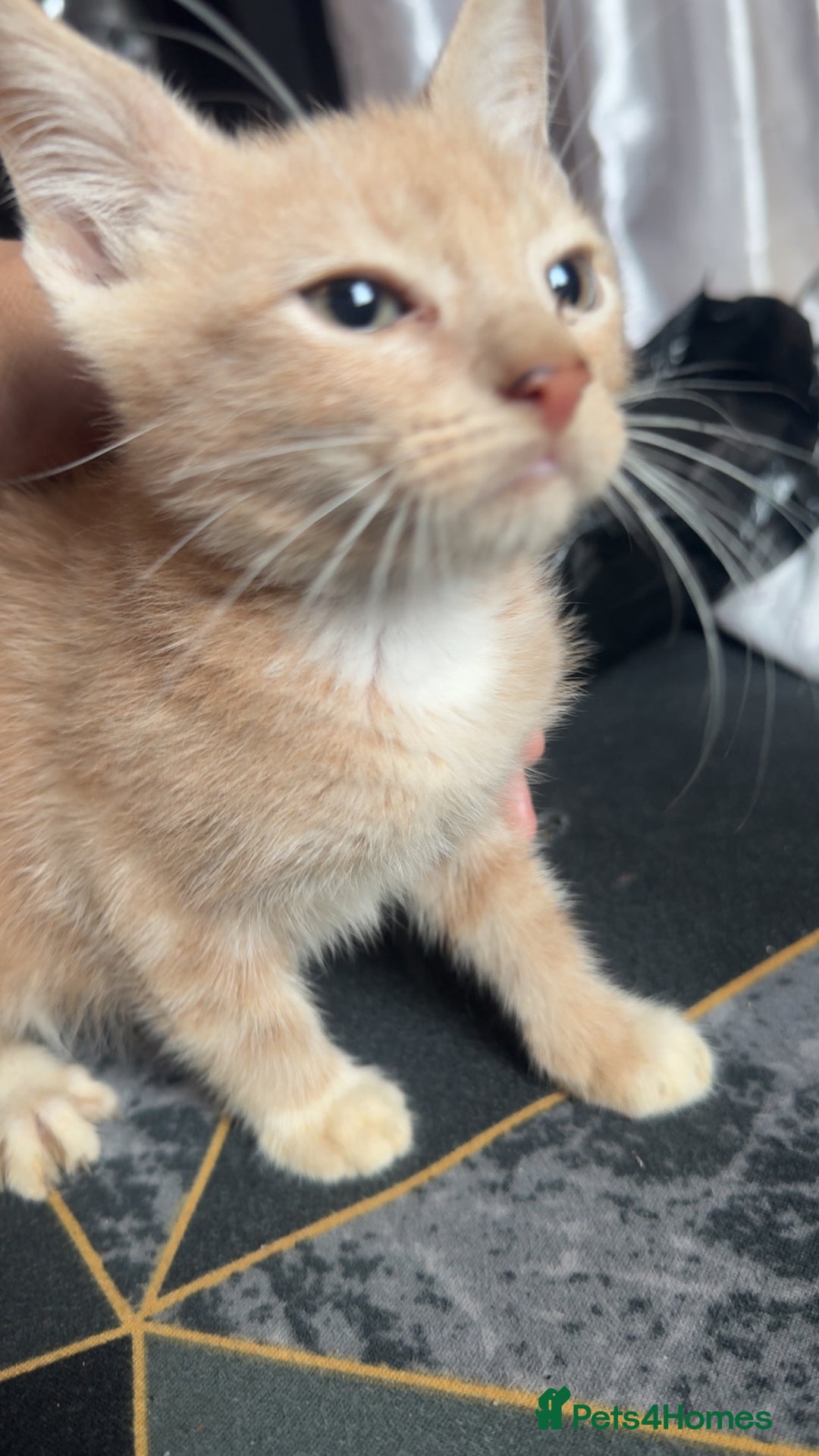 British Longhair cats for sale: 5 beautiful kittens for sale - Image 5