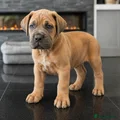 Cane Corso Puppy 7