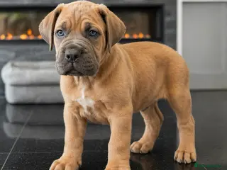 Cane Corso dogs Champion Cane Corso Puppies Health Tested - Advert 5