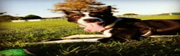 Border Collie dogs for sale: Murphy  in Swansea - Advert 12