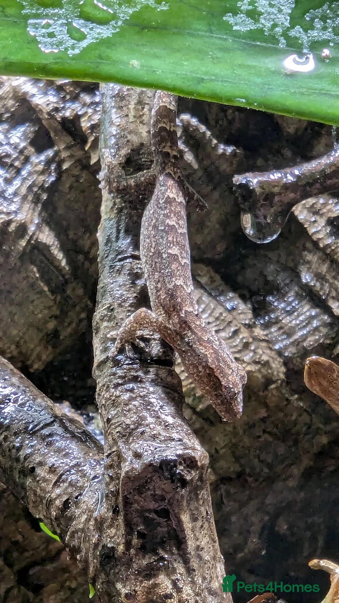 Gecko reptiles for sale: Mourning Geckos (Lepidodactylus lugubris) CB26 - Advert 5