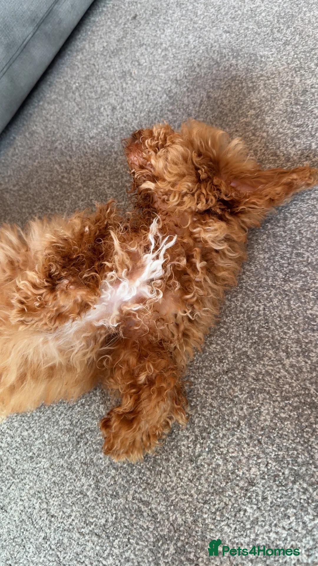 Schnoodle dogs for sale: Schnoodle puppy  in Hounslow - Advert 2