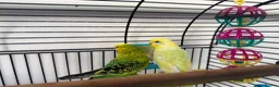 Budgerigars birds for sale:     Budgies & Quail Chicks + Cage - Advert 10