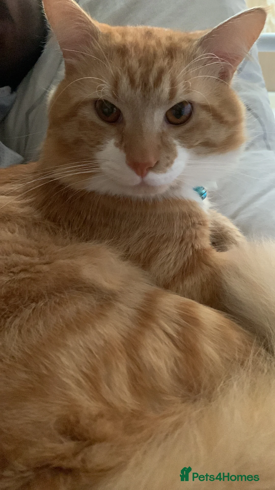 Mixed Breed cats for sale: Cat for sale  in London - Advert 2