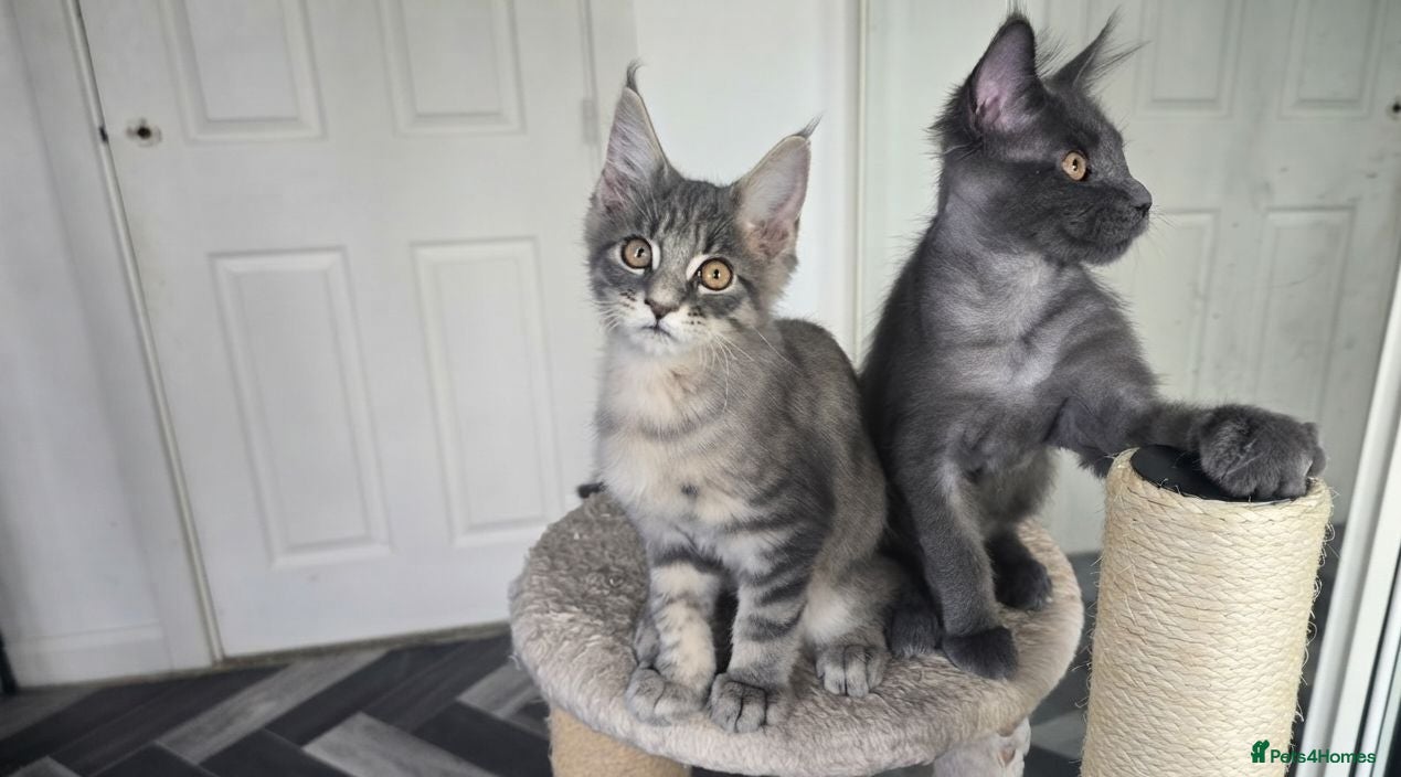 Maine Coon cats Maine Coon Kitten ready - Advert 5