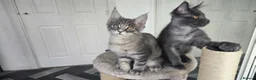 Maine Coon cats for sale: Maine Coon Kitten ready - Advert 6