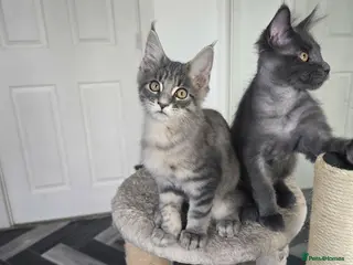 Maine Coon cats Maine Coon Kitten ready - Advert 5