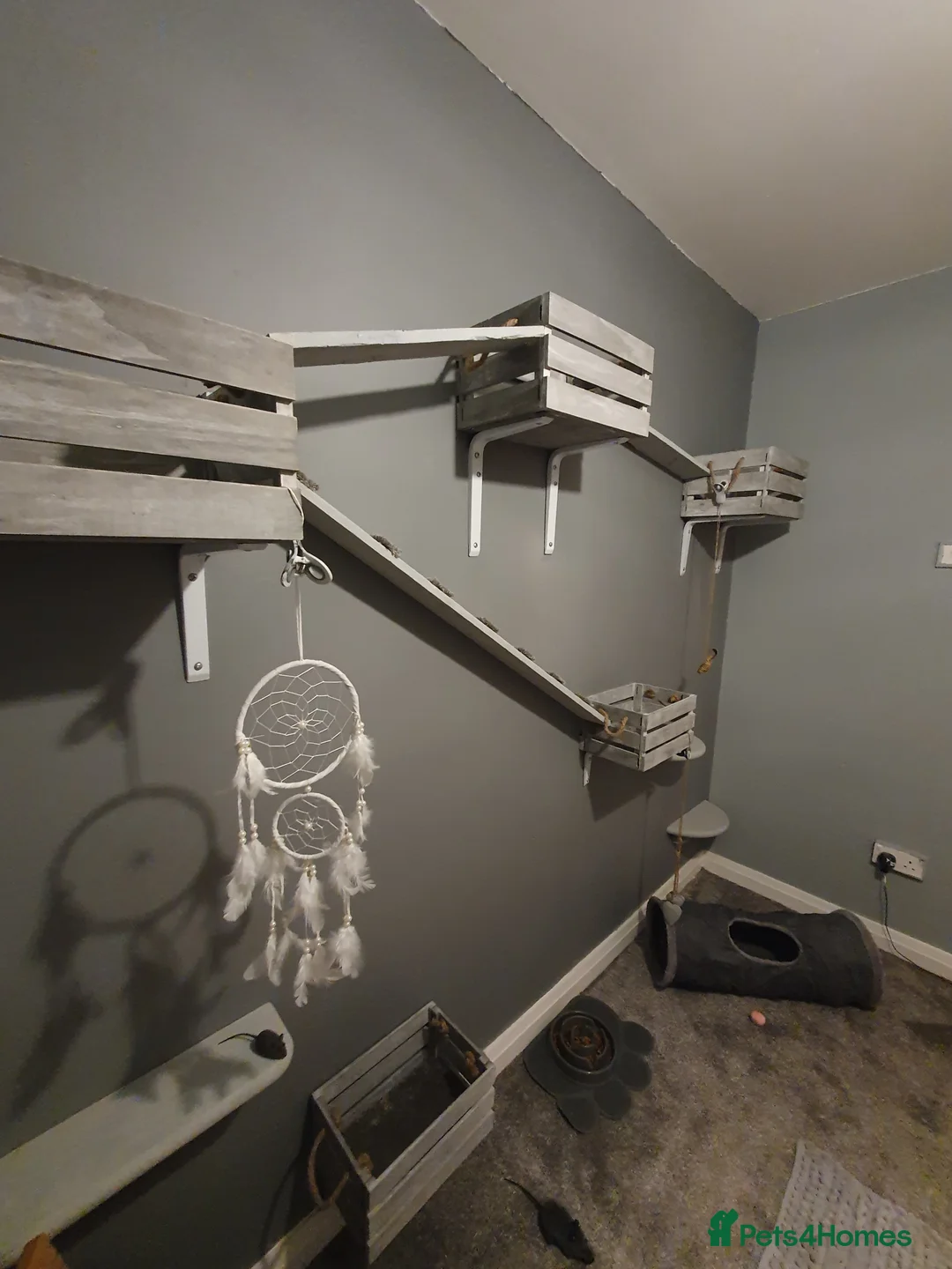 Ragdoll cats for stud: *Stud*gccf/tica entire active bluepoint ragdoll in Oldham - Advert 4