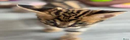 Savannah cats for sale: 🏵️ WORLDS BEST LINES 🏵️ Savannah F2 & F3 Kittens - Advert 2