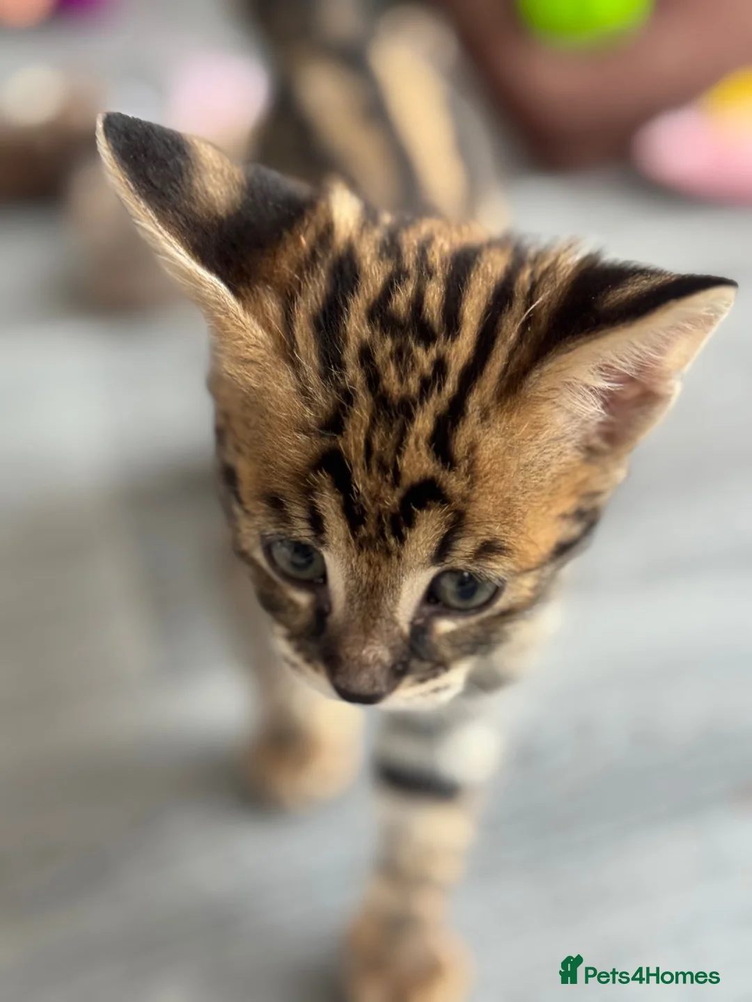 Savannah cats for sale: 🏵️ WORLDS BEST LINES 🏵️ Savannah F2 & F3 Kittens - Advert 2