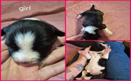 Mixed Breed dogs for sale: Mastiff cross staff puppies 🥰 - Image 9