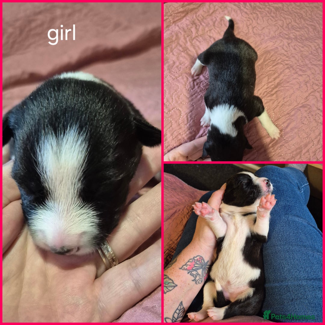 Mixed Breed dogs for sale: Mastiff cross staff puppies 🥰 - Image 9