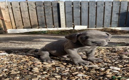 Cane Corso dogs for sale: Cane Corso puppies 9 week old 🫶❤️🫶 - Image 25