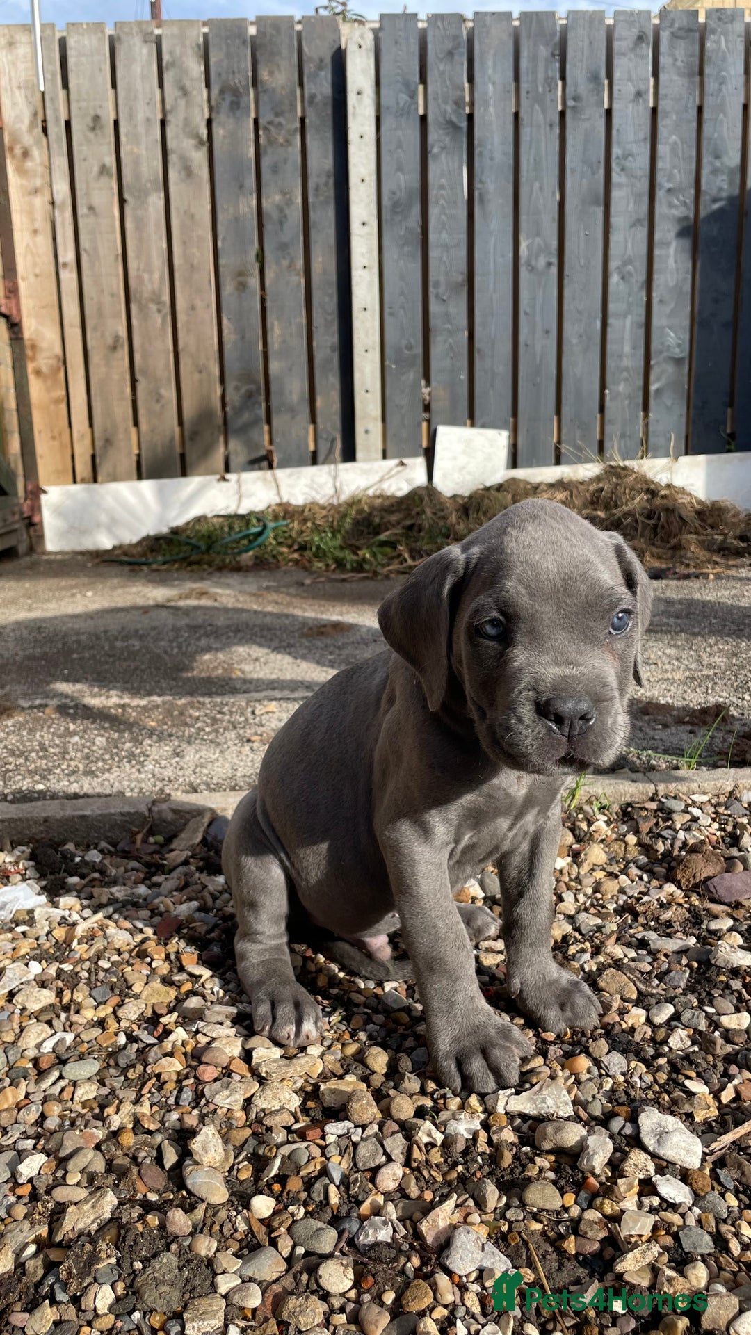 Cane Corso dogs for sale: Cane Corso puppies 9 week old 🫶❤️🫶 - Image 25