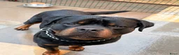 Rottweiler dogs for sale: World champion bloodlines 1 girl available  - Advert 17