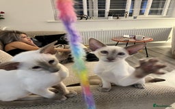 Siamese cats for sale: Gorgeous New Style Siamese kittens GCCF - Image 11
