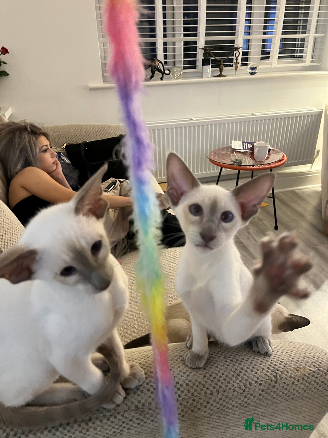 Siamese cats for sale: Gorgeous New Style Siamese kittens GCCF - Image 11