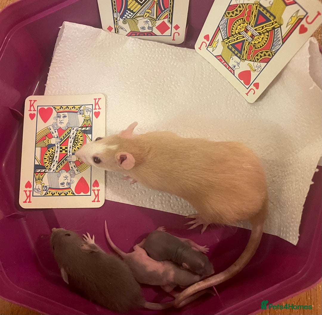 Rat rodents for sale: Baby dwarf rats  - Image 5