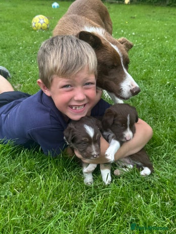 Border Collie dogs - Advert 3