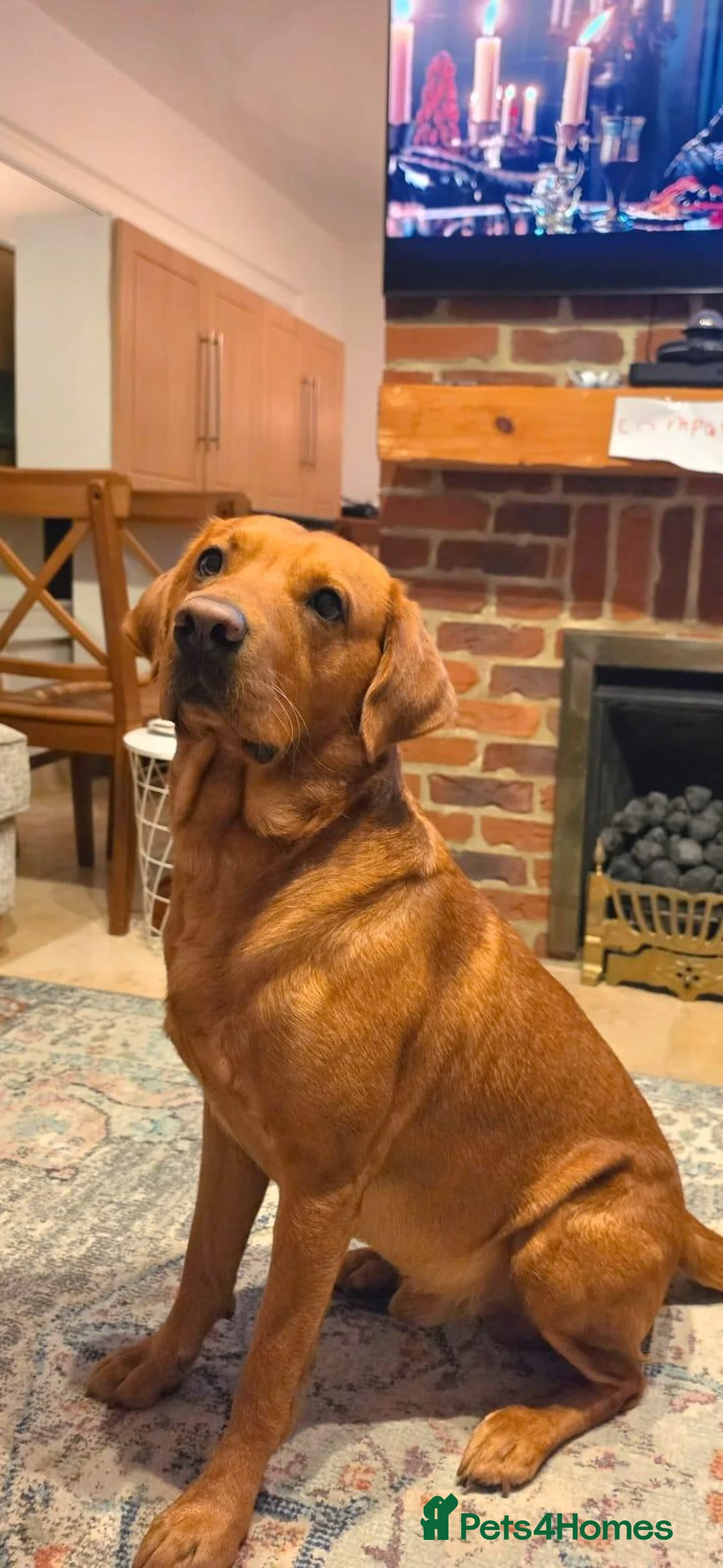 Labrador Retriever dogs for stud: Bruce - Advert 2