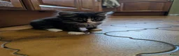 Maine Coon cats for sale: Ragdoll and Mane Clone mix parent  in Perth - Advert 9