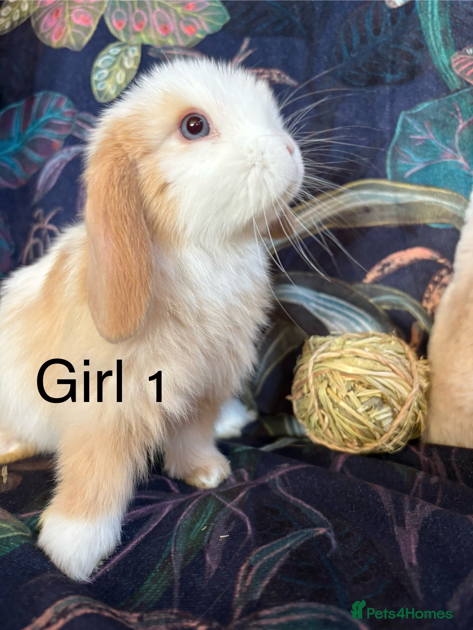Mini Lop rabbits Friendly and curious mini lops (vaccinated) - Advert 1